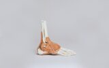Modèle anatomique du pied montrant les muscles et les os