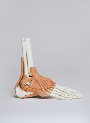 Modèle anatomique du pied montrant les muscles et les os