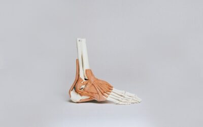 Modèle anatomique du pied montrant les muscles et les os