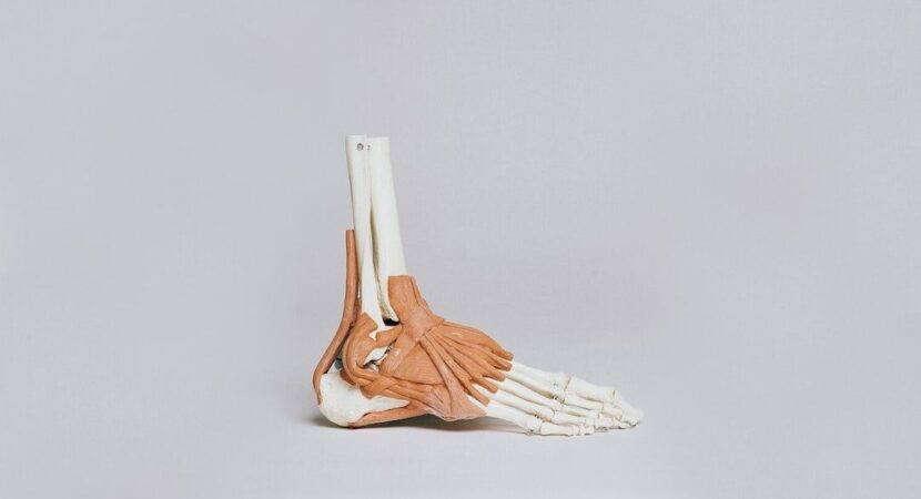 Modèle anatomique du pied montrant les muscles et les os