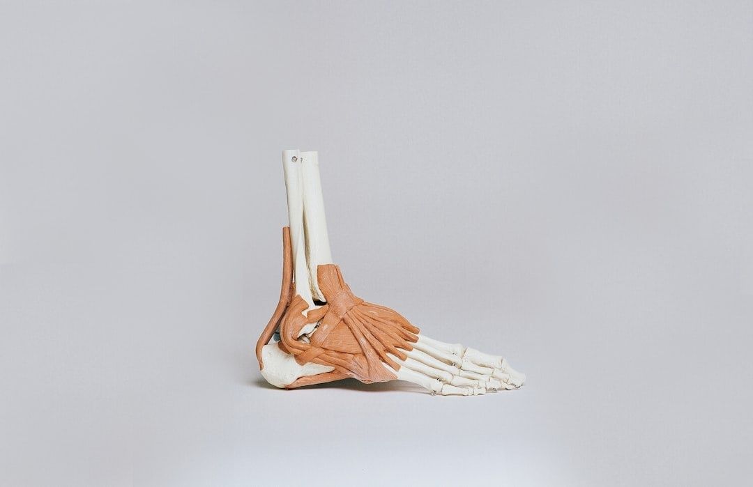 Modèle anatomique du pied montrant les muscles et les os